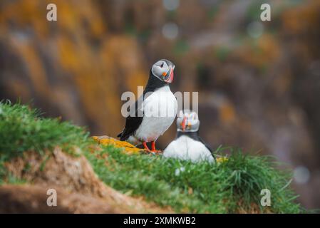 Zwei Atlantische Puffins auf einer Grasklippe in Islands Küstenlandschaft Stockfoto