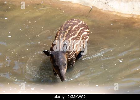 Nahaufnahme eines jungen Baird's Tapir Stockfoto