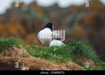 Zwei Puffins auf einer Grasklippe in Islands felsiger Landschaft Stockfoto