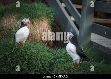 Zwei Puffins auf Grasfläche in der Nähe des Wooden Walkway in Islands Natural Habitat Stockfoto