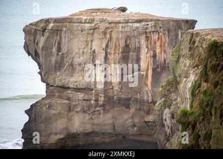 Muriwai Gannet Colony Rock - Neuseeland Stockfoto