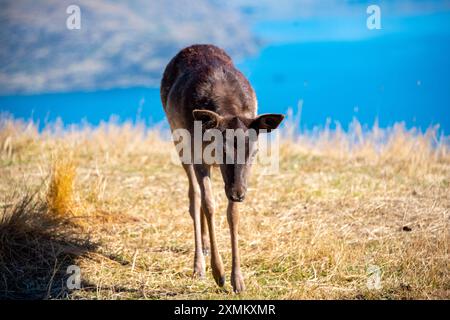 Baby-Damhirsch in Deer Park Heights - Neuseeland Stockfoto