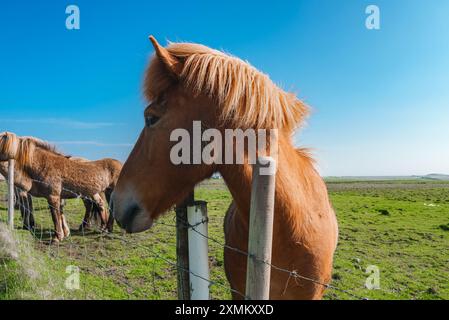 Nahaufnahme von Islandpferd mit Thick Mane in ruhiger ländlicher Umgebung Stockfoto