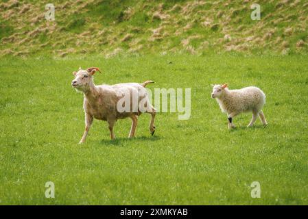 Schafe und Lamm spazieren auf dem üppigen grünen Feld in der isländischen Landschaft Stockfoto