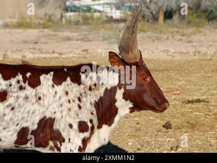 Watusi Kuh im Profil - New Mexico Stockfoto