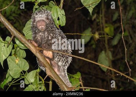 Coendou prehensilis in einem Baum in der Nacht, amazonaswald, französisch-guayana Stockfoto