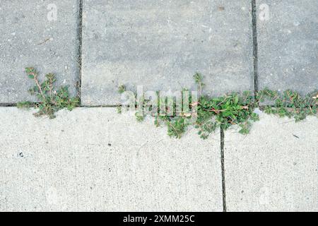 Euphorbia maculata, allgemein bekannt als Prostatawirbel, wächst in Rissen zwischen Pflastersteinpflastern auf einer Einfahrt. Stockfoto