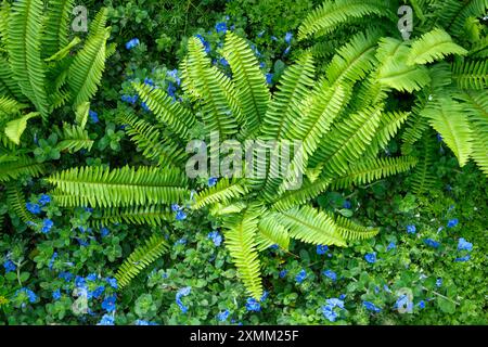 Diese Waldgartenschau zeigt den Boston Farn Nephrolepis exaltata und die blauen Blumen von Evolvus Blue My Mind, einem Zwergvormittag. Stockfoto