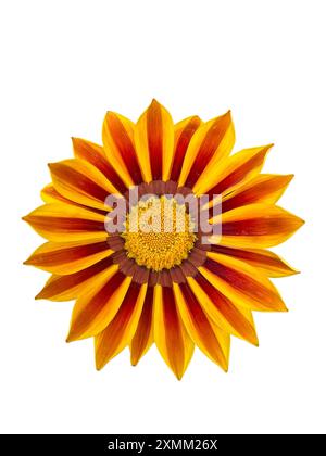 Die isolierte Blume der Gazania Tiger Stripes, allgemein bekannt als die Schatzblume, ist eine gute Wahl für einen sonnigen Containergarten. Stockfoto