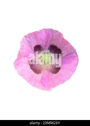 Papaver somniferum, allgemein bekannt als Brotsamen oder Opiummohn, ist ein jährlich verwendetes Produkt, das in der Kultivierung von Mohn und Opioiden verwendet wird. Stockfoto