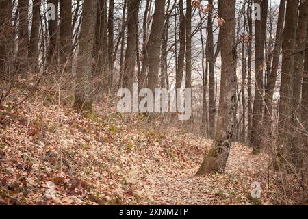 Dieses Bild zeigt einen ruhigen Waldweg in Serbien während des Herbstes. Der Pfad ist gesäumt von gefallenen Blättern, was eine malerische Szene von natürlicher Schönheit schafft Stockfoto