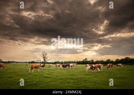 Bild einer holsteinischen Kühe, die in Zasavica in Serbien stehen. Der Holstein Friesian ist eine internationale Rasse oder Gruppe von Milchrinderrassen. IT ori Stockfoto