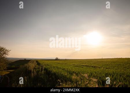 Bild eines Weizenfeldes in der Ebene von vojvodina in serbien, mit grüner Farbe über blauem Himmel. Ein Panoramafoto von einem Feld in Titelski Breg, Stockfoto