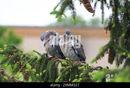 Tauben von Somorja Stockfoto