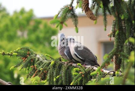 Tauben von Somorja Stockfoto