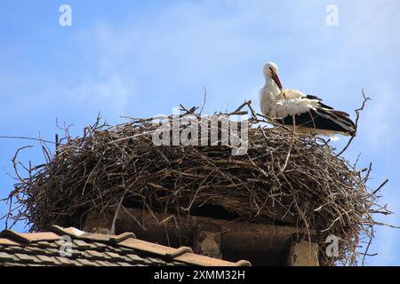 Rusztstörche in Österreich Stockfoto