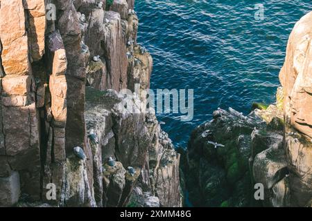 Seevögel auf Rocky Coastal Cliffs mit Blick auf den Ozean. Stockfoto