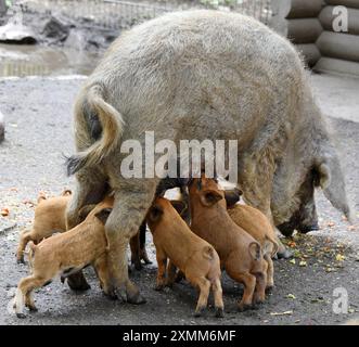 Eilenburg, Deutschland. Juli 2024. Im Zoo von Eilenburg trinken die zwei Wochen alten Mangalitza-Schweine von ihrer Mutter Krimhild. Sie gehören zu den 12 kleinen Schweinen, die derzeit zu den Favoriten der jungen und alten Besucher im Streichelzoo gehören. Mangalitza-Schweine werden seit über 10 Jahren im Zoo Eilenburg gezüchtet. Über 100 dieser Rotwollschweine, eine ungarische Schweinerasse, haben bereits im Zoo das Licht der Welt gesehen. Quelle: Waltraud Grubitzsch/dpa/Alamy Live News Stockfoto