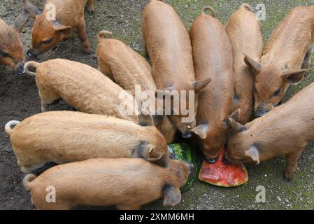 Eilenburg, Deutschland. Juli 2024. Junge Wollschweine essen im Zoo von Eilenburg. Die kleinen Mangalitza-Schweine gehören derzeit zu den Favoriten von jungen und alten Besuchern im Streichelzoo, bevor sie mit etwa sechs Wochen zu Tierfreunden und Züchtern reisen. Mangalitza-Schweine werden seit über 10 Jahren im Zoo Eilenburg gezüchtet. Über 100 dieser Rotwollschweine, eine ungarische Schweinerasse, haben bereits im Zoo das Licht der Welt gesehen. Quelle: Waltraud Grubitzsch/dpa/Alamy Live News Stockfoto