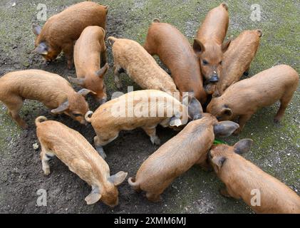 Eilenburg, Deutschland. Juli 2024. Junge Wollschweine essen im Zoo von Eilenburg. Die kleinen Mangalitza-Schweine gehören derzeit zu den Favoriten von jungen und alten Besuchern im Streichelzoo, bevor sie mit etwa sechs Wochen zu Tierfreunden und Züchtern reisen. Mangalitza-Schweine werden seit über 10 Jahren im Zoo Eilenburg gezüchtet. Über 100 dieser Rotwollschweine, eine ungarische Schweinerasse, haben bereits im Zoo das Licht der Welt gesehen. Quelle: Waltraud Grubitzsch/dpa/Alamy Live News Stockfoto