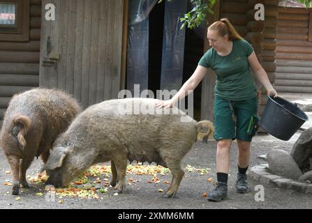 Eilenburg, Deutschland. Juli 2024. Mit 25 Jahren streichelt Caroline Otto, die wohl jüngste Zoomanagerin Deutschlands, die Mangalitza-Sauen Krimhild (r) und Brunhild. Sie sind die Mütter von 12 kleinen Mangalitza-Schweinen, die derzeit zu den Favoriten der Besucher im Streichelzoo gehören. Mangalitza-Schweine werden seit über 10 Jahren im Zoo Eilenburg gezüchtet. Über 100 dieser Rotwollschweine, eine ungarische Schweinerasse, haben bereits im Zoo das Licht der Welt gesehen. Quelle: Waltraud Grubitzsch/dpa/Alamy Live News Stockfoto