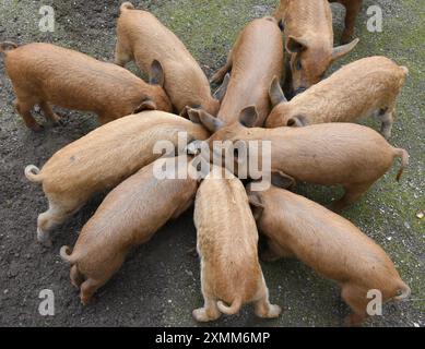 Eilenburg, Deutschland. Juli 2024. Junge Wollschweine essen im Zoo von Eilenburg. Die kleinen Mangalitza-Schweine gehören derzeit zu den Favoriten von jungen und alten Besuchern im Streichelzoo, bevor sie mit etwa sechs Wochen zu Tierfreunden und Züchtern reisen. Mangalitza-Schweine werden seit über 10 Jahren im Zoo Eilenburg gezüchtet. Über 100 dieser Rotwollschweine, eine ungarische Schweinerasse, haben bereits im Zoo das Licht der Welt gesehen. Quelle: Waltraud Grubitzsch/dpa/Alamy Live News Stockfoto