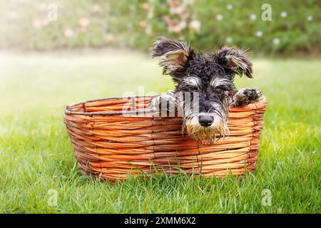 Mini-Schnauzer-Welpe in einem Korb auf dem Gras im Garten Stockfoto