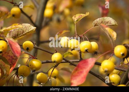 Krabbenapfel am Herbsttag umgeben von leuchtenden gelben und braunen Blättern. Malus sylvestris, Krabbenapfel oder europäischer Wildapfel Stockfoto