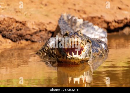 Alligator, der sich in der Sonne mit offenem Mund am Tres Irmaos River, Meeting of Waters Park, Pantanal von Mato Grosso, Brasilien, sonnt Stockfoto