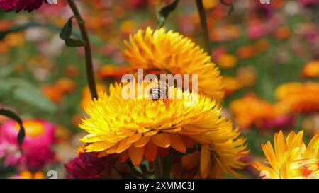 Biene auf leuchtend gelben und orangefarbenen Chrysanthemen-Blüten Stockfoto