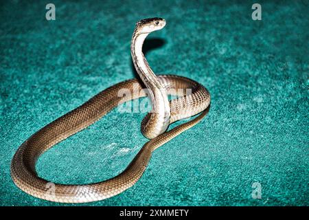 König Cobra oder Ophiophagus Hannah in der Position, um anzugreifen, kann diese hochgefährliche und giftige Schlange mit ihrem Biss einen Büffel töten. Stockfoto