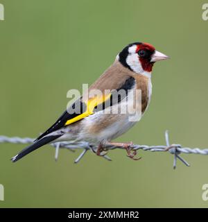 Europäischer Goldfinch sitzt hübsch. Stockfoto