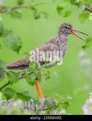 Redshank-Aufruf 🔊 Stockfoto