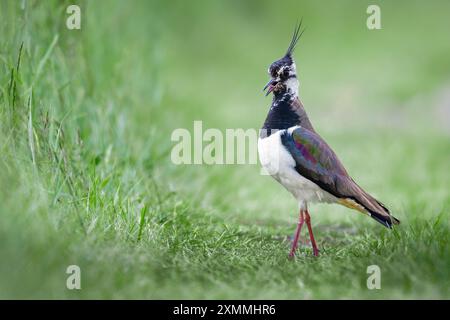 Nördlichen Kiebitz Stockfoto