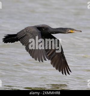 Kormorant fliegt tief Stockfoto