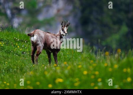 Alpine Chamois 🐐 Stockfoto