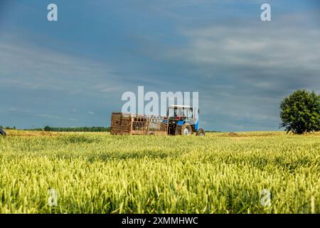 Weißrussland, Region Grodno - 9. Juli 2015: Traktor mit Anhänger auf dem Feld für landwirtschaftliche Arbeiten. Transport einer Kuh Stockfoto