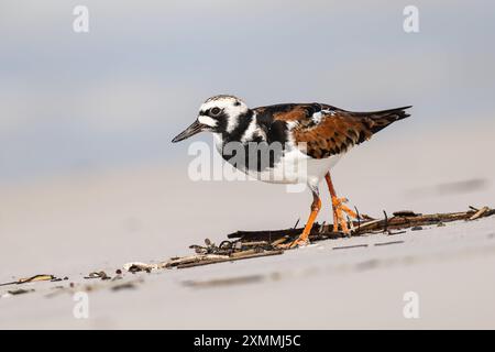 Turnstone auf weißem Sand 🏖️ Stockfoto