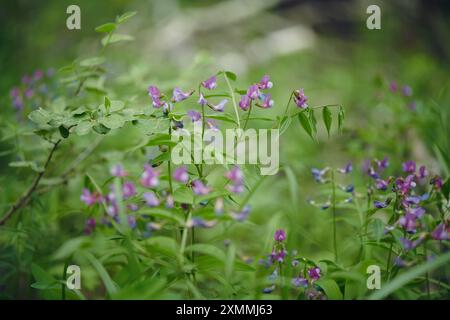 Keine Nahaufnahme der blühenden lathyrus vernus-Krautpflanze im Wald Stockfoto