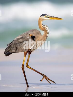 Blauer Reiher an einem wunderschönen Strand 🏖️ Stockfoto