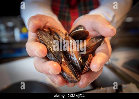 Gefüllte Muscheln Mit Straßengeschmack. Hand Hält Muschel. Haufen schwarzer Muscheln. Stockfoto