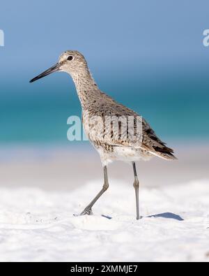 Willet an einem wunderschönen Strand 🏖️ Stockfoto