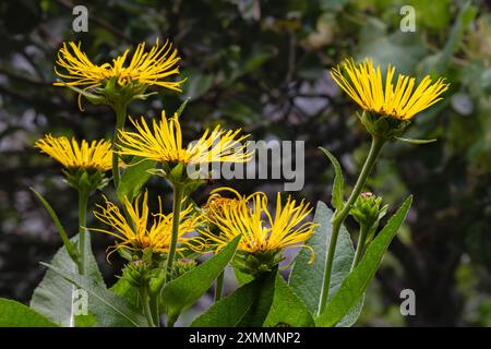 Nahaufnahme der leuchtend goldgelben Blüten und Knospen von inula helenium, auch bekannt als Elekampane, Pferdeheilung oder Elfdock, die draußen auf natürlichem Hintergrund blühen Stockfoto