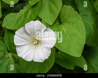 Nahaufnahme der frischen weißen Blume und Blätter der Calystegia silvatica, auch bekannt als großer Bindweed, zügelloser Kletterer im Freien im Garten Stockfoto