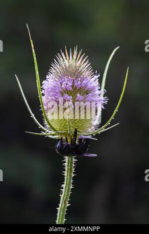 Nahaufnahme der hinterleuchteten wilden Blume von Dipsacus fullonum oder dipsacus sylvestris, auch bekannt als wilde Teasel oder Fuller-Teasel, isoliert auf natürlichem Hintergrund Stockfoto