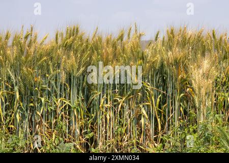 Weizen, der in Zentral-Sambia bei Mkushi unter Bewässerung angebaut wird Stockfoto