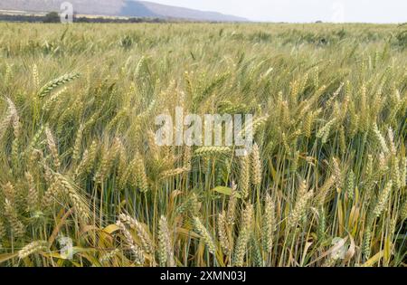 Gesunder Weizen, der unter der Bewässerung in Zentral-Sambia in der Nähe von Mkushi angebaut wird - bereit für die Ernte Stockfoto