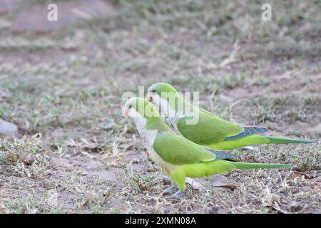 Mönchsittich (Myiopsitta monachus), der sich auf dem Boden ernährt Stockfoto