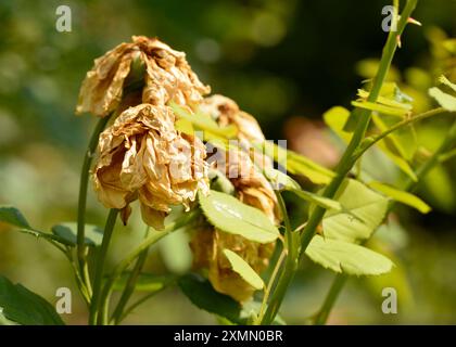 Getrockneter, verdorbener Garten Rosa Hybrida Pat Austin in einem botanischen Garten Stockfoto