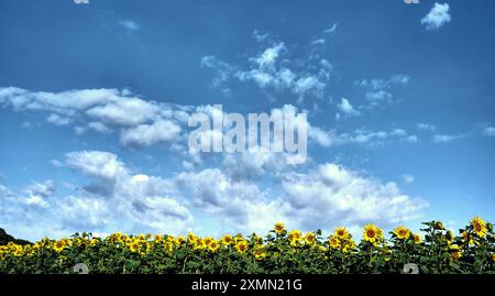 Sonnenblumenfeld unter einem hohen, breiten, leicht bewölkten hellen Himmel Stockfoto